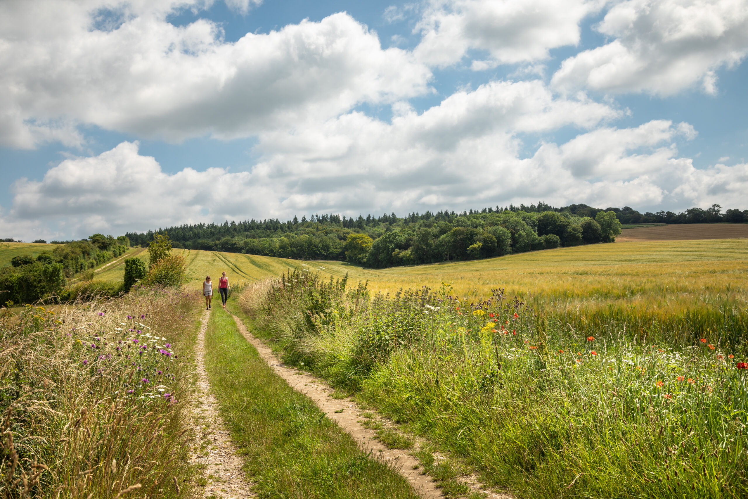 Our Annual Review 2025/26: Working together for a thriving Chilterns